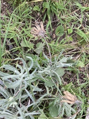 Senecio ceratophylloides