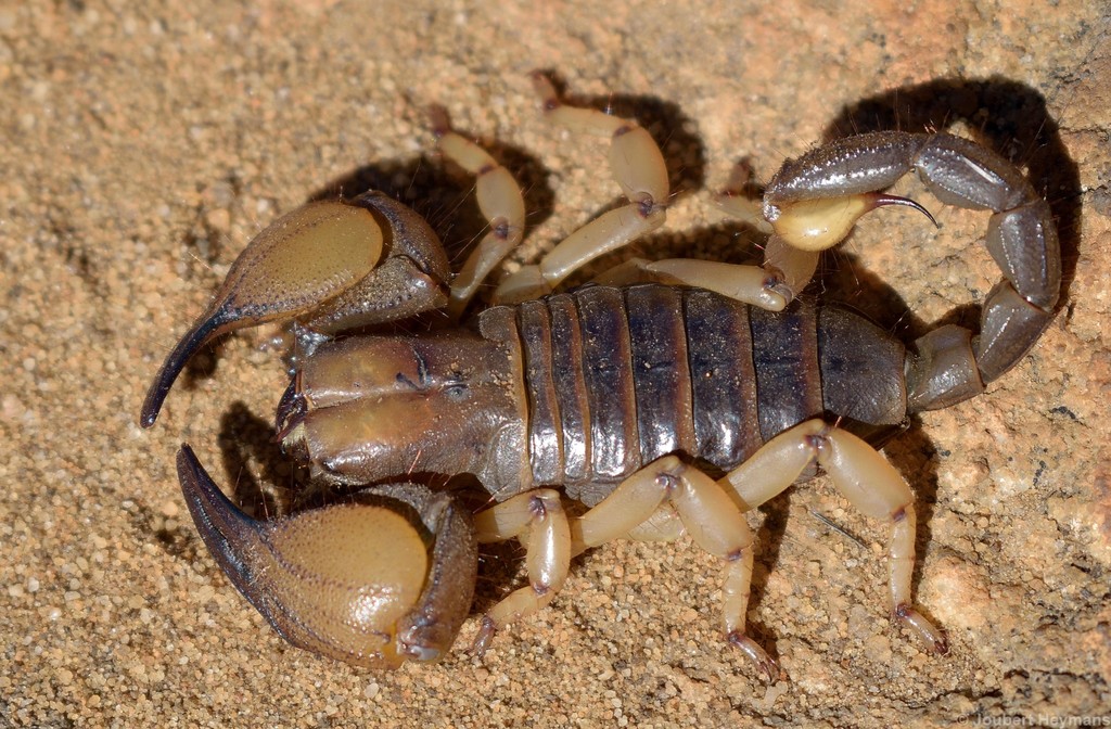 Scorpion fouisseur brillant / Scorpion fouisseur aux pattes jaunes (Opistophthalmus glabrifrons)