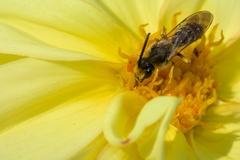 Halictus scabiosae
