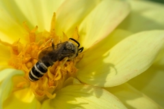 Halictus scabiosae