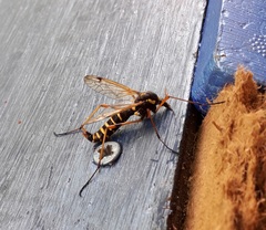 Ctenophora flaveolata