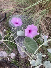 Ipomoea hieronymi