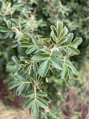 Polylepis australis
