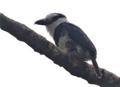 Notharchus hyperrhynchus image