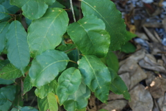 Trichostigma octandrum