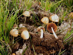 Conocybe coprophila