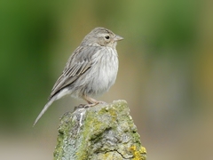 Plumbeous Sierra-Finch photo 3