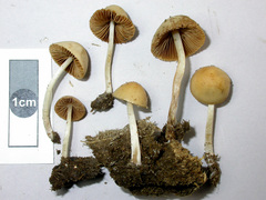 Conocybe coprophila