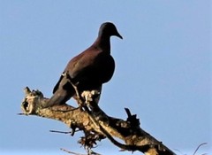 Patagioenas cayennensis pallidicrissa