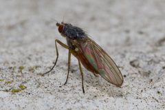 Heteromyzinae