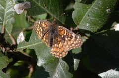 Chlosyne gabbii atrifasciata