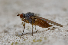 Heteromyzinae