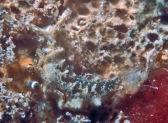 Elysia degeneri
