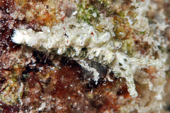 Elysia degeneri