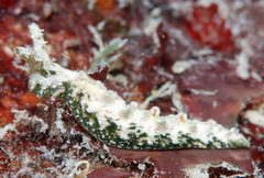 Elysia degeneri