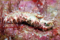 Elysia degeneri