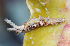 Elysia degeneri