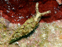 Elysia degeneri
