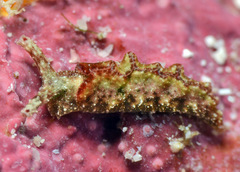 Elysia degeneri