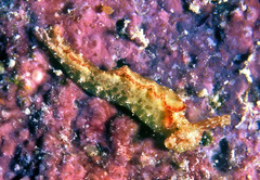 Elysia degeneri