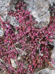 Sesuvium microphyllum