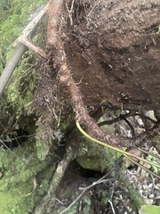 Microsorum novae-zealandiae