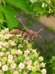 Polistes stigma townsvillensis
