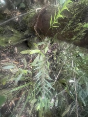 Microsorum novae-zealandiae