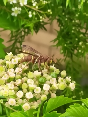 Polistes stigma townsvillensis