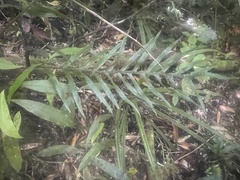 Microsorum novae-zealandiae