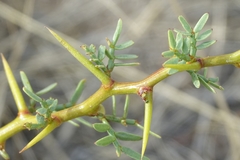 Prosopis denudans