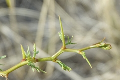 Prosopis denudans