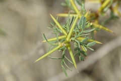 Prosopis denudans