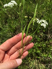 Limnosciadium pumilum