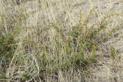 Prosopis denudans
