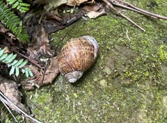 Hedleyella maconelli