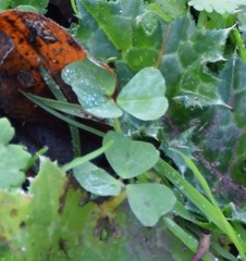 Medicago arabica