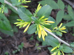 Cestrum oblongifolium