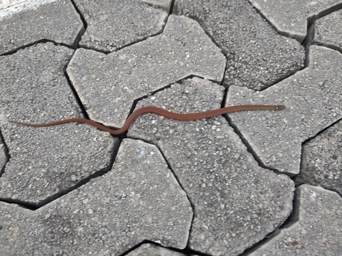 Peninsula Stripeless Snake