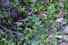 Medicago arabica
