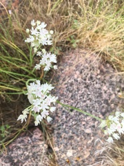 Allium drummondii