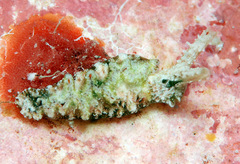 Elysia degeneri