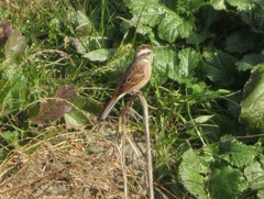 Emberiza cioides