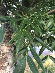 Fraxinus angustifolia oxycarpa