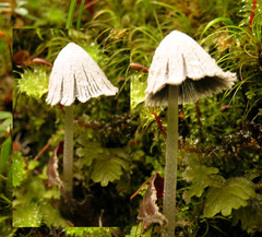 Coprinopsis semitalis
