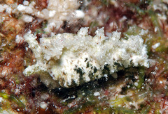 Elysia degeneri