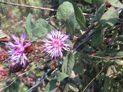Vernonia alamanii