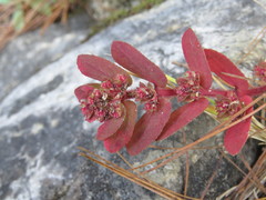 Euphorbia densiflora