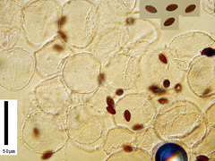 Coprinopsis semitalis