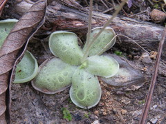 Pinguicula lilacina